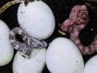 14) Tiene esqueleto una serpiente?--------------dibújalo. LA VIDA DE LOS ANIMALES Cómo nacen los animales? Hay animales que nacen de huevos y otros que nacen del vientre de la madre.