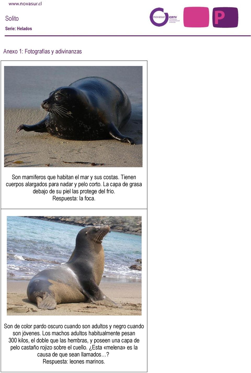 Respuesta: la foca. Son de color pardo oscuro cuando son adultos y negro cuando son jóvenes.