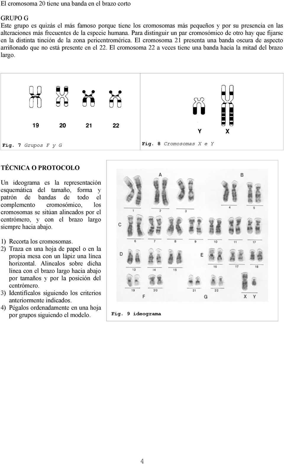 El cromosoma 21 presenta una banda oscura de aspecto arriñonado que no está presente en el 22. El cromosoma 22 a veces tiene una banda hacia la mitad del brazo largo. Fig. 7 Grupos F y G Fig.