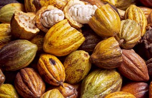 [ [ NOTCAS NTERCULTURALES Zamora Chinchipe se dinamiza con el cacao niciativa permanente y con valor asociativo Fuente: GAD Zamora Chinchipe L a repartición equitativa y ordenada de plantas de cacao