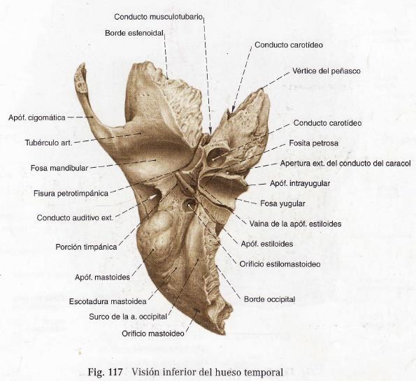 EXOCRANEALES: 3. Anteroinferior: Constituye la pared anterior del conducto auditivo externo y forma parte de la cavidad glenoidea. 4.
