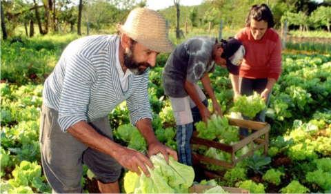 Trabajo e Ingresos en la Agricultura Familiar del MERCOSUR Los 7,2 millones de unidades productivas involucran a unos 28 millones de personas que trabajan o