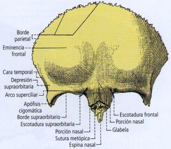 HUESO FRONTAL Hueso único, plano, neumático (posee 2 senos frontales), mediano y simétrico que ocupa la parte más anterior del cráneo y se encuentra en la fosa craneal anterior.