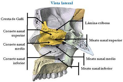 2) Cara medial: Forma los 2/3 superiores de las cavidades nasales.