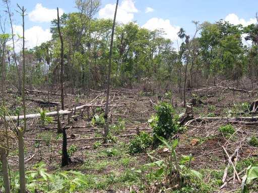 El uso de tierra en América Latina tropical en los últimos 3 años ha sido la conversión de bosque a pastura; perdiendo cada año cerca de cinco millones de hectáreas de bosque natural por año (FAO )