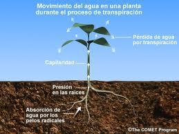 Concepto de Transpiración: La transpiración es el fenómeno biológico por el cual las plantas pierden agua a la atmósfera.