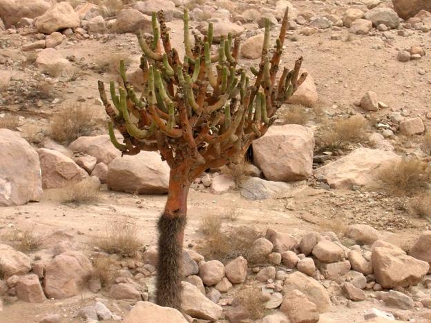 En esta zona crecen plantas adaptadas a vivir con muy poco agua, como el cactus.