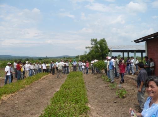 METAS Organizar a los agricultores para la siembra del piñón
