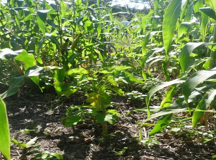 Proyecto Establecimiento de sistemas agroforestales con maíz