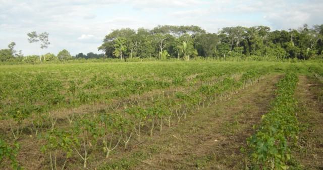 Incorporar áreas de producción bajo el sistema agro-forestal, así como aquellos terrenos