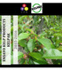 ENSAYO KELP PRODUCTS KELPAK EVALUACIÓN DEL EFECTO DEL PRODUCTO KELPAK EN LA CUAJA DE CEREZOS (Prunus avium L.) CV. BING.