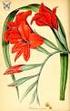 SISTEMÁTICA. Género: Gladiolus Gladiolus x grandiflorum