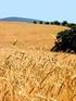 El cultivo de trigo en Argentina
