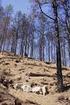 Cerillas que Salvan Bosques. Incendios y desertificación, preguntas y respuestas